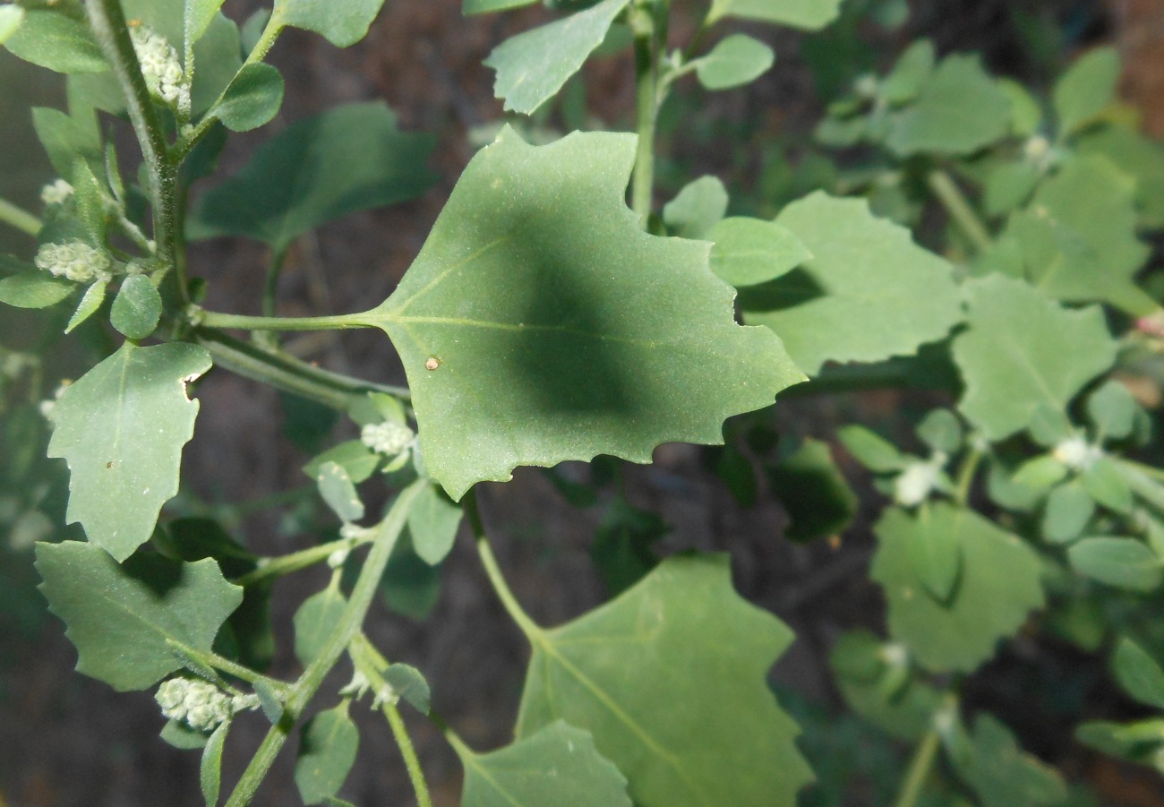 Chenopodium opulifolium Schrad. ex W.D.J. Koch & Ziz